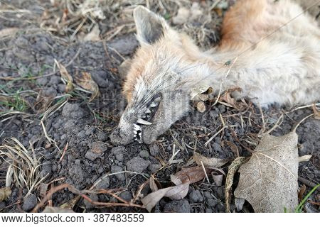 Dead animal fox after the forest fire. Scorched earth, autumn or spring fires. A field with burnt grass. Forest Fire Aftermath