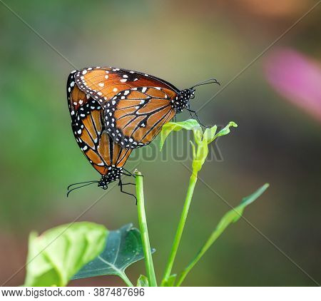 Queen Butterfly (danaus Gilippus) Pair Mating And Hanging On A Leaf In The Fall