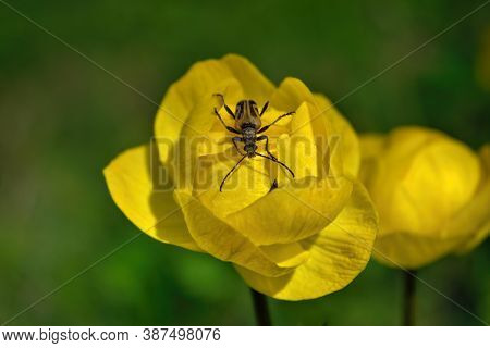 Beetle On A Bright Yellow Trollius Flower. Spring Flowers On A Blurred Background. The Globeflower.
