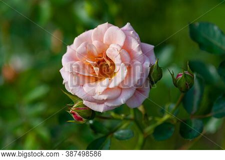 Peach Pink Rose Blooming In Country Garden (absent Friends, Dickson)
