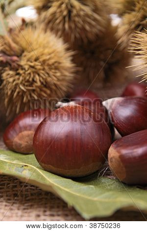 close up on chestnut