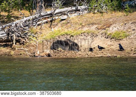 Grizzly Bear Lays On A Buried Bull Elk Carcass He Caught Along The Yellowstone River. Ravens Watch, 
