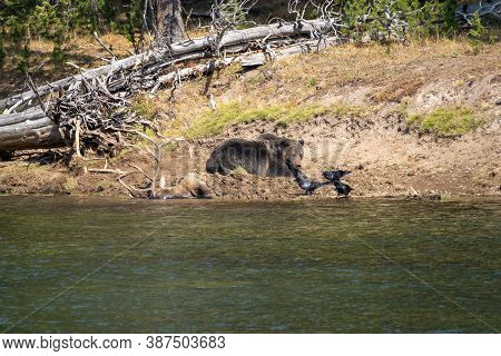 Grizzly Bear With His Buried Bull Elk Carcass He Caught Along The Yellowstone River. Ravens Watch, I