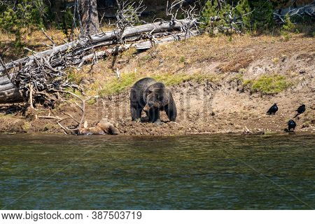 Grizzly Bear Looks At A Buried Bull Elk Carcass He Caught Along The Yellowstone River. Ravens Watch,
