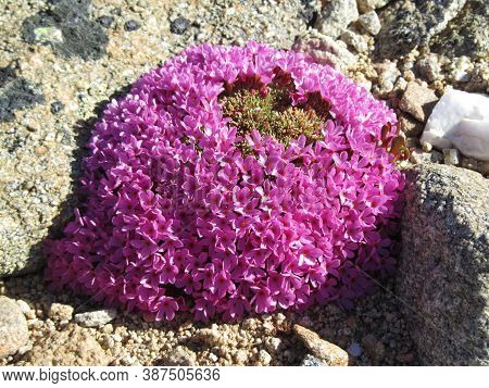Mountain Douglasia (douglasia Montana) Pink Wildflowers In Beartooth Mountains, Montana