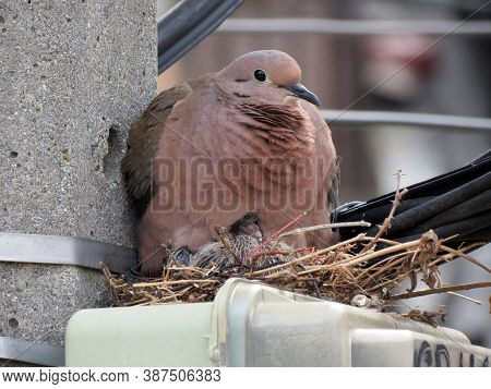 Mother Tortola Protecting Her Chick From Predators Under Her Feathers