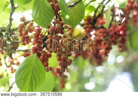 Ripe Fruit Of Magnolia Vine Schisandra On The Tree.