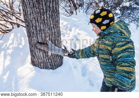 A Little Boy In Winter Feeds A Squirrel With A Nut. Cute Little Boy Feeding Squirrel At Winter Park