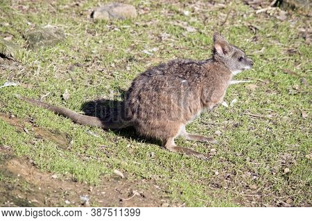 The Tammar Wallaby Is Brown, Grey And White Marsupial
