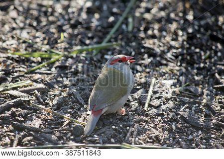 The Red Browed Finch Is Green, Grey And Red