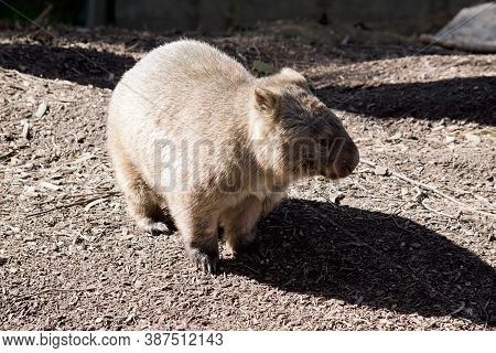 The Common Wombat Is Brown With Whiskers And Brown Eyes