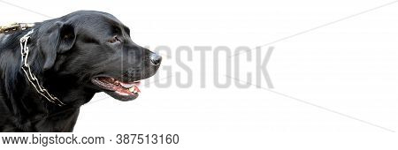 Banner  Black Labrador Retriever Dog's Head Sideways. White Background. Copy Space, Isolated On Whit