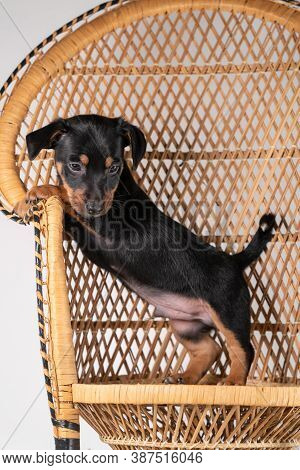 A Portrait Of A Cute Jack Russel Terrier Puppy, Standing On Hind Legs On A Rattan Chair, Isolated On