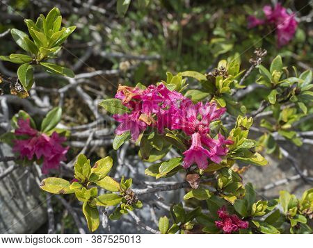 Close Up Of Pink Blooming Alpenrose, Rhododendron Ferrugineum, Snow-rose Or Rusty-leaved Alpenrose B