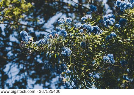 Close-up Of Ceanothus Blue Pacific Tree Outdoor In Sunny Backyard