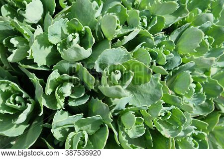 Young Shoots Of Orpine (sedum Telephium). Beautiful Green Plants. Nature Background.