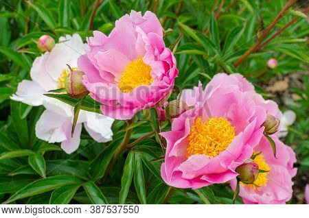 Beautiful Japanese Light Pink Peony With Yellow Middle. Paeonia 