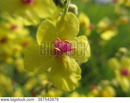 Close-up Of Yellow Flowering Denseflower Mullein Verbascum Densiflorum