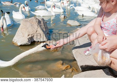 Little Beautiful Girl Fleeds A Swan On The Lake On A Summer Day