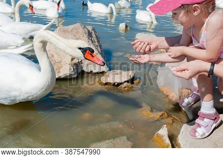 Little Beautiful Girl Fleeds A Swan On The Lake On A Summer Day