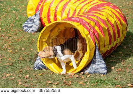 English Beagle Puppy Is Running Through Agility Tunnel In The Autumn Park.