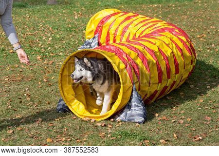 Siberian Husky Is Exiting From Agility Tunnel In The Autumn Park.