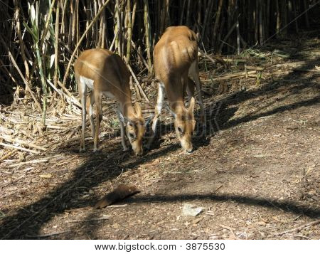 Addax