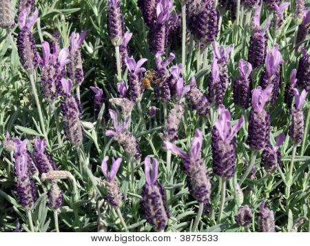 Lavendar & Biene