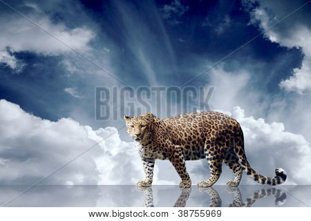 Predator ophold på himlen baggrunden