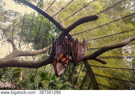 Amazing Fluffy Pteropus With Brown Fur And Large Wings Stretches Hanging On Branch Of Green Tree In 