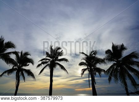 Silhouette Coconut Plam Tree On The Beach In Summer Sunset At Thailand Beach