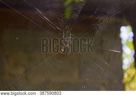 Spider Weaves A Web, A Spider Weaves A Trap For Its Prey