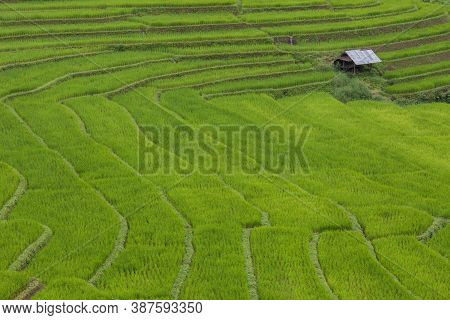 Rice Field On Hill  At Tropicana Country