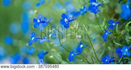 Blue Lobelia Lobelia Erinus Closeup In The Garden