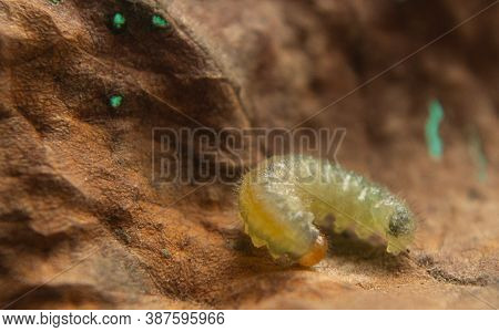 A Small Yellow Caterpillar On A Dry Brown Leaf.