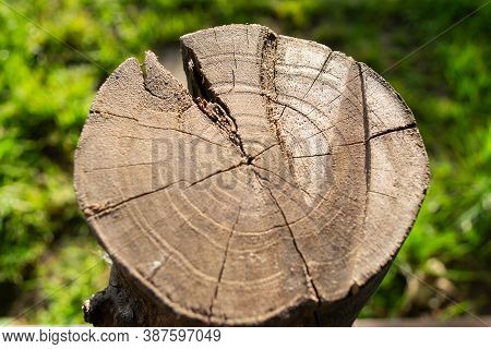 A Section Of An Old Tree With Cracks And Annual Rings.