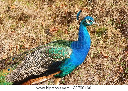 Pfau