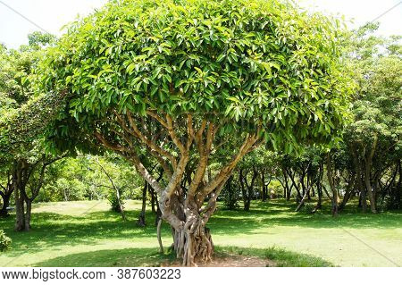 A Large Tree Tree At The Edge Of The Forest