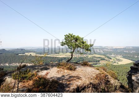 Single Pine On The Rocks Of The Lilienstein. Saxon Switzerland. Germany