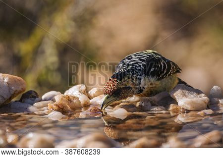 Crested Barbet Drinking In Waterhole In Kruger National Park, South Africa ; Specie Trachyphonus Vai