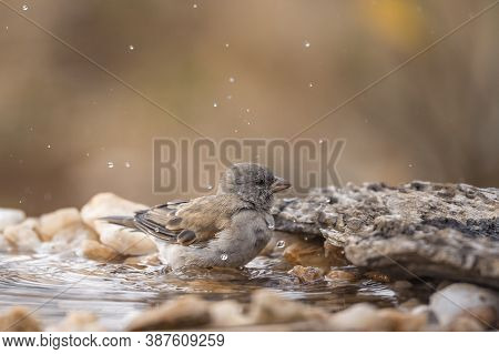 Southern Grey-headed Sparrow Bathing At Waterhole In Kruger National Park, South Africa ; Specie Fam