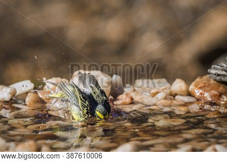 Yellow Fronted Canary Bathing At Waterhole In Kruger National Park, South Africa ; Specie Crithagra 