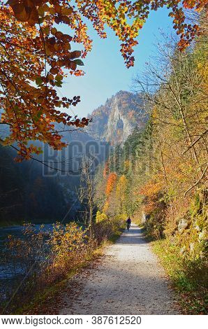 Beautiful Autumn Colorful Trees Alongside Dunajec River And Pathway In Pieniny National Park, Slovak