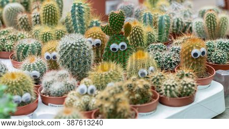 Funny Faces Of Prickly Potted Cactuses With Eyes. Different Cacti In Flowerpots On Plant Store Count