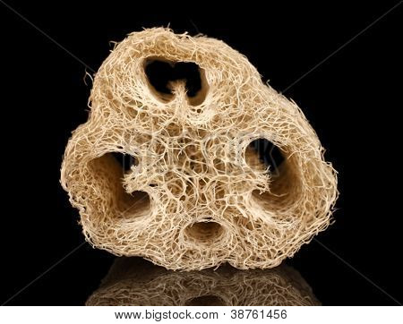 Luffa isolato su sfondo nero