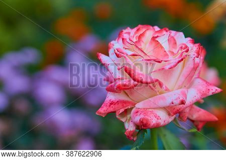Rose Imperatrice Farah, Variety Hybrid Tea Mperatrice Farah In The Garden In The Evening