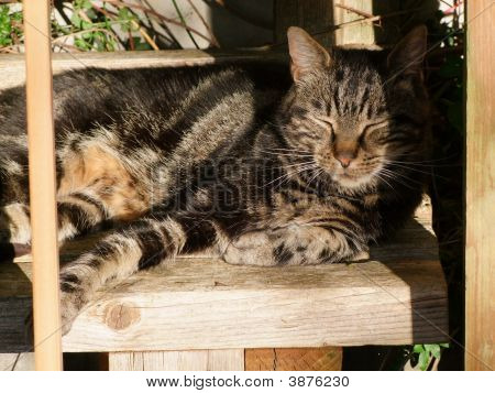 Tabby Katze in der Sonne
