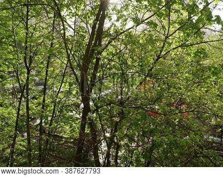 A Green Tree With Soltse Peeking Out From Behind It. Summer.