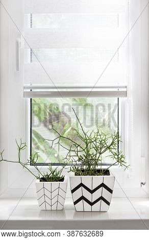 Two White Square Flower Pots With Geometric Patterns With Rhipsalis Plants Planted In Them Stand On 