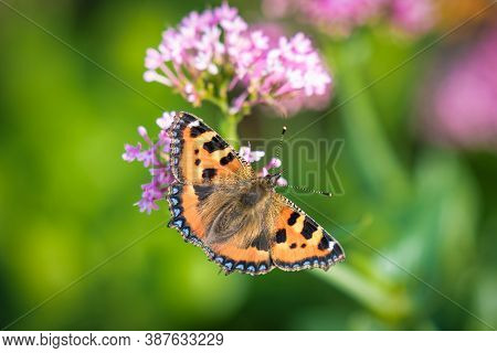 A Small Tortoiseshell Butterfly Feeding On Flower Nectar. This Was Teken In Late Summer In Ireland